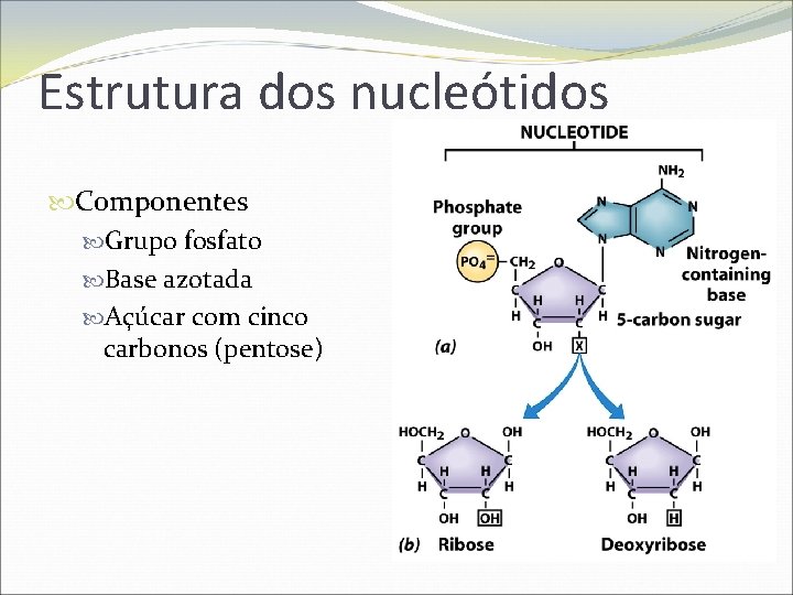 Estrutura dos nucleótidos Componentes Grupo fosfato Base azotada Açúcar com cinco carbonos (pentose) 