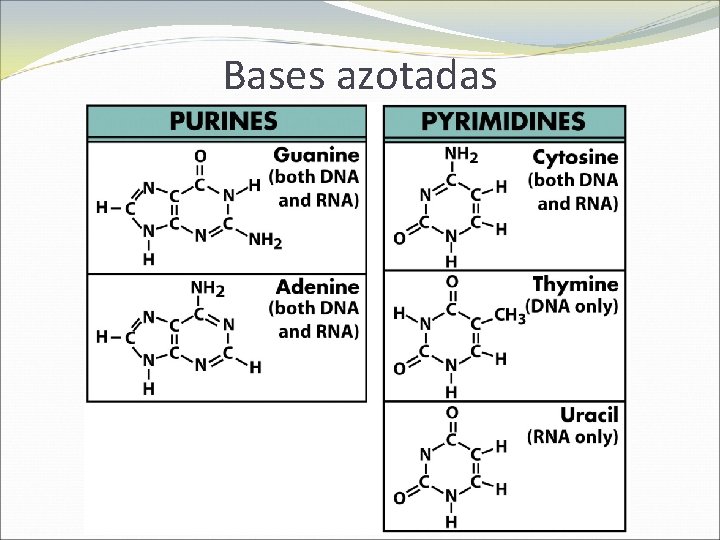 Bases azotadas 