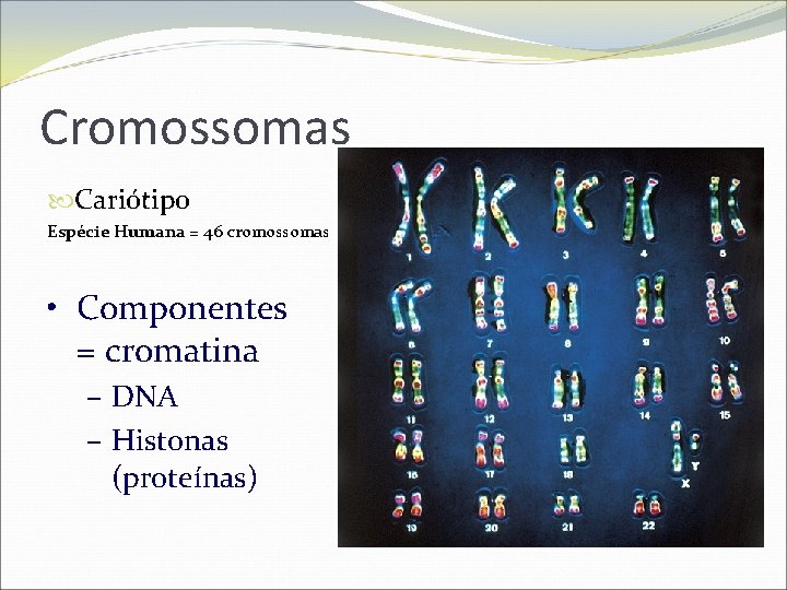 Cromossomas Cariótipo Espécie Humana = 46 cromossomas • Componentes = cromatina – DNA –