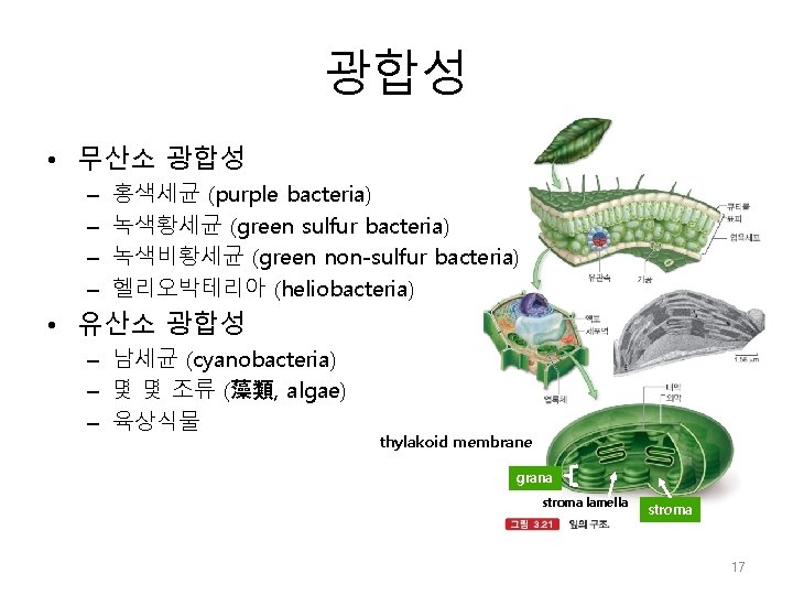 광합성 • 무산소 광합성 – – 홍색세균 (purple bacteria) 녹색황세균 (green sulfur bacteria) 녹색비황세균