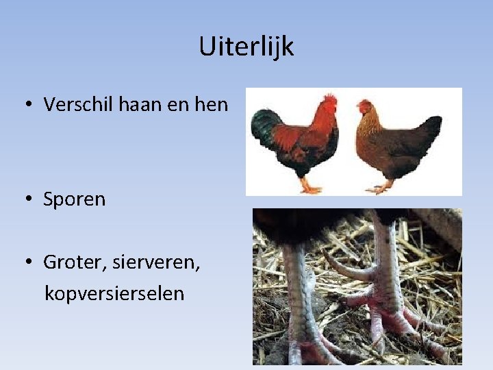 Uiterlijk • Verschil haan en hen • Sporen • Groter, sierveren, kopversierselen 