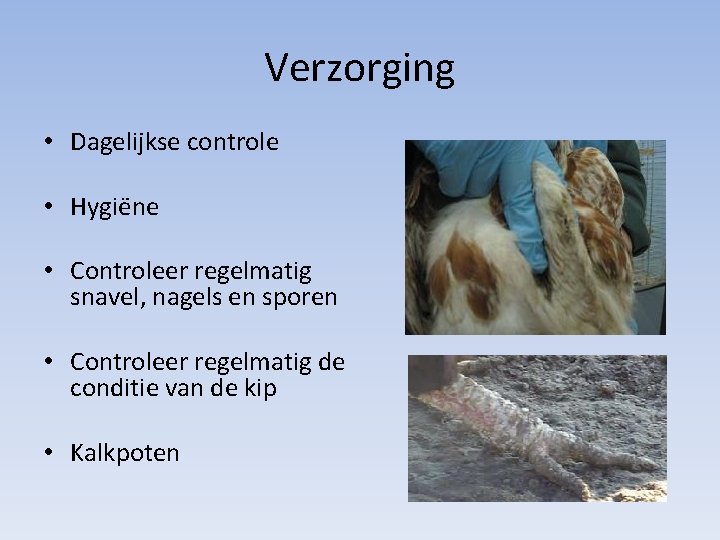 Verzorging • Dagelijkse controle • Hygiëne • Controleer regelmatig snavel, nagels en sporen •