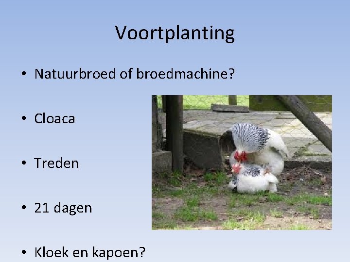 Voortplanting • Natuurbroed of broedmachine? • Cloaca • Treden • 21 dagen • Kloek