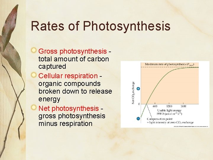 Rates of Photosynthesis Gross photosynthesis total amount of carbon captured Cellular respiration organic compounds