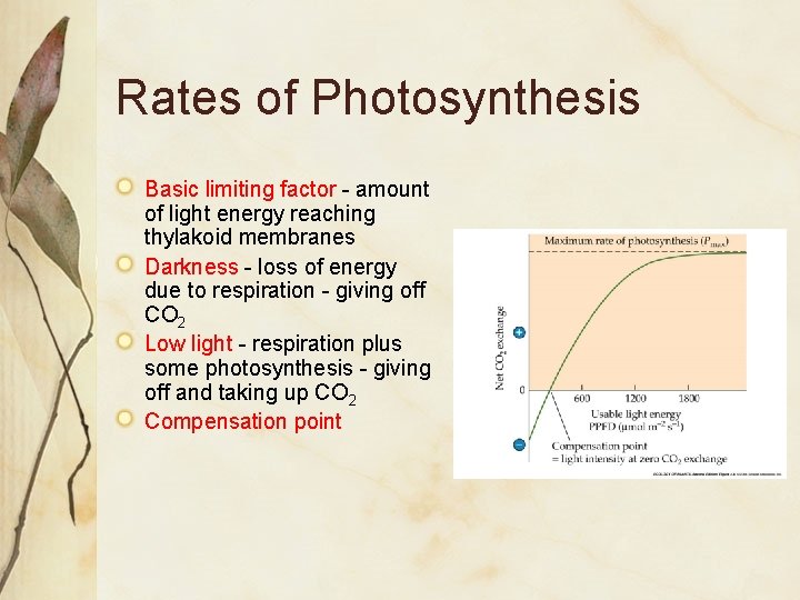 Rates of Photosynthesis Basic limiting factor - amount of light energy reaching thylakoid membranes