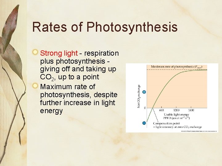 Rates of Photosynthesis Strong light - respiration plus photosynthesis giving off and taking up