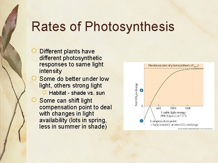Rates of Photosynthesis Different plants have different photosynthetic responses to same light intensity Some