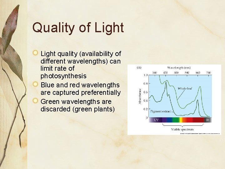 Quality of Light quality (availability of different wavelengths) can limit rate of photosynthesis Blue