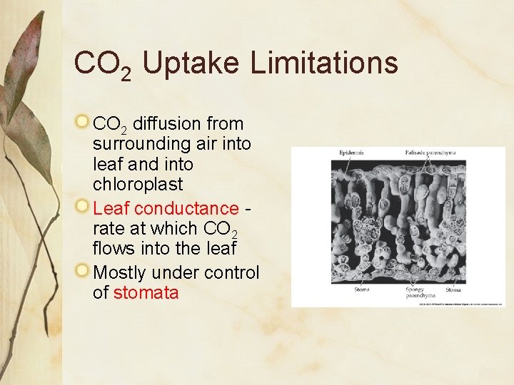 CO 2 Uptake Limitations CO 2 diffusion from surrounding air into leaf and into