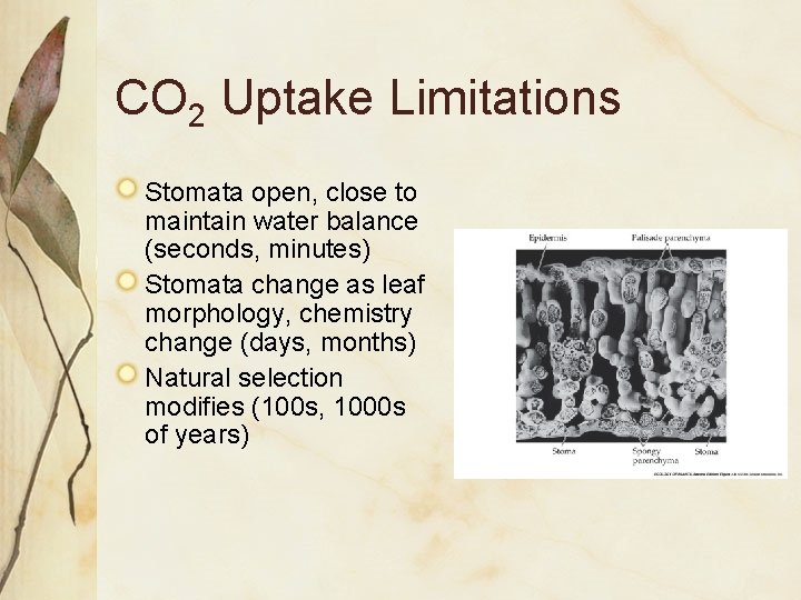 CO 2 Uptake Limitations Stomata open, close to maintain water balance (seconds, minutes) Stomata
