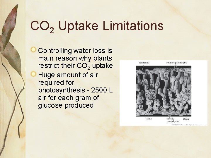 CO 2 Uptake Limitations Controlling water loss is main reason why plants restrict their