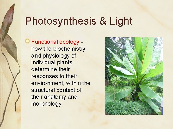 Photosynthesis & Light Functional ecology how the biochemistry and physiology of individual plants determine