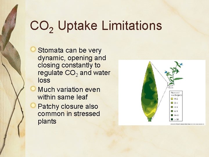 CO 2 Uptake Limitations Stomata can be very dynamic, opening and closing constantly to