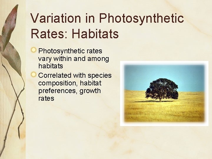 Variation in Photosynthetic Rates: Habitats Photosynthetic rates vary within and among habitats Correlated with