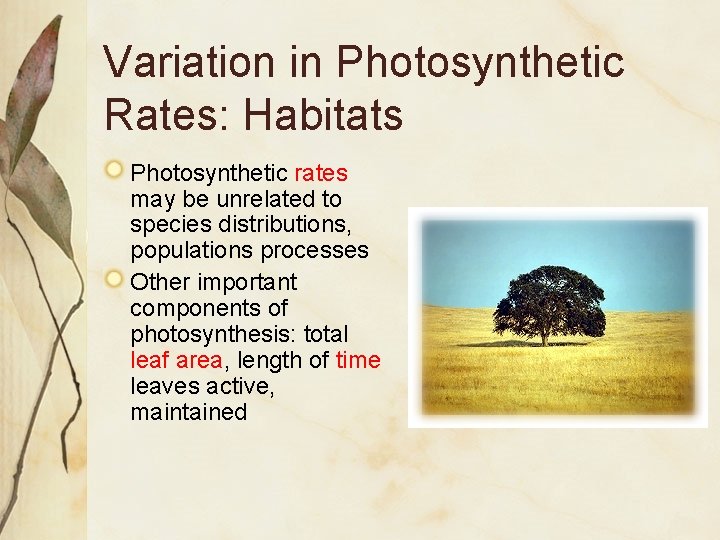 Variation in Photosynthetic Rates: Habitats Photosynthetic rates may be unrelated to species distributions, populations