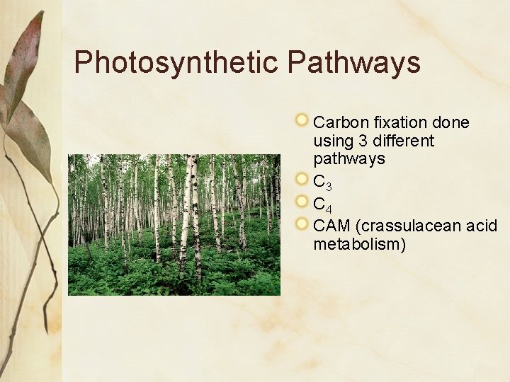 Photosynthetic Pathways Carbon fixation done using 3 different pathways C 3 C 4 CAM