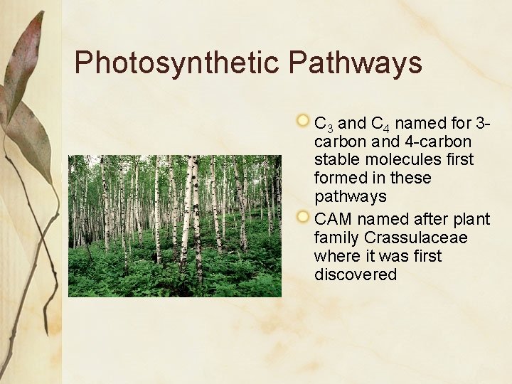 Photosynthetic Pathways C 3 and C 4 named for 3 carbon and 4 -carbon
