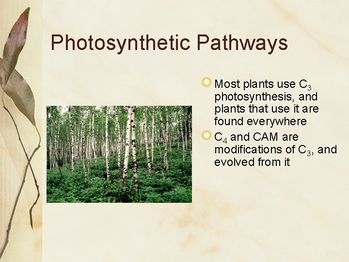 Photosynthetic Pathways Most plants use C 3 photosynthesis, and plants that use it are