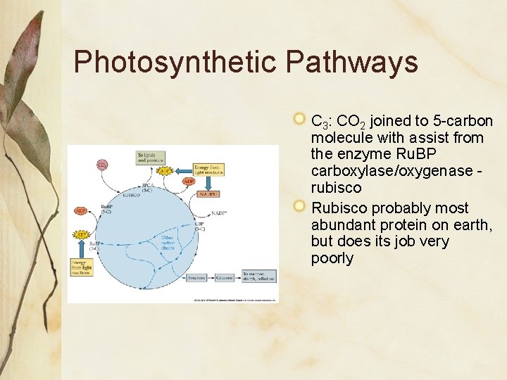 Photosynthetic Pathways C 3: CO 2 joined to 5 -carbon molecule with assist from