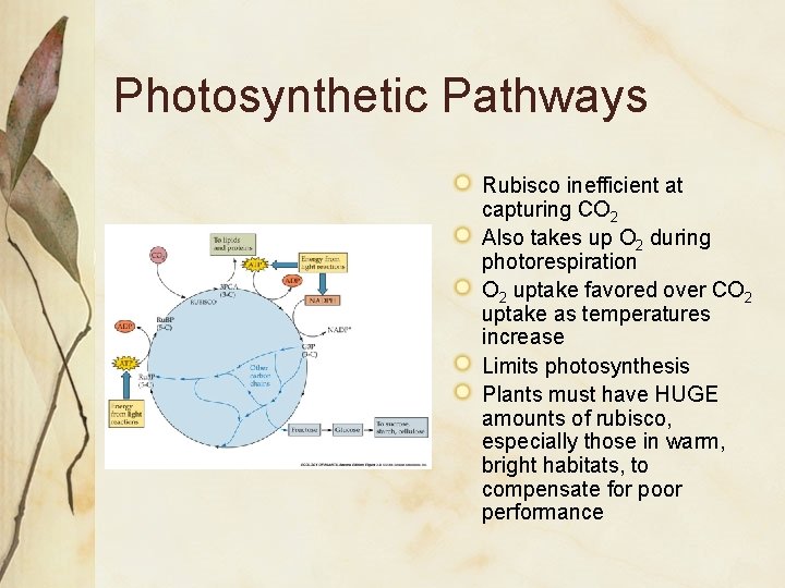 Photosynthetic Pathways Rubisco inefficient at capturing CO 2 Also takes up O 2 during