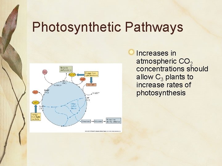 Photosynthetic Pathways Increases in atmospheric CO 2 concentrations should allow C 3 plants to