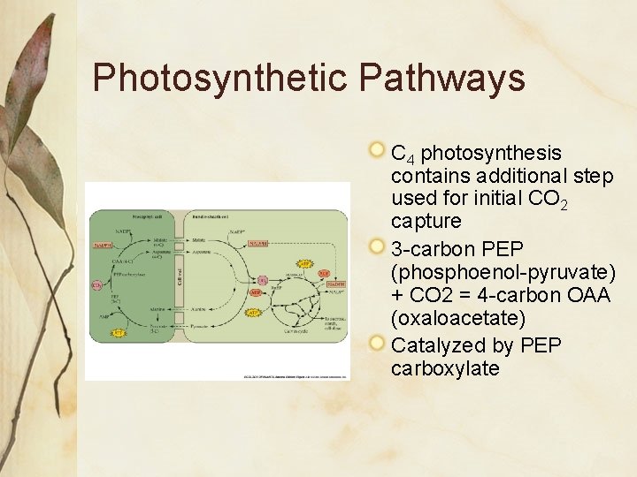 Photosynthetic Pathways C 4 photosynthesis contains additional step used for initial CO 2 capture