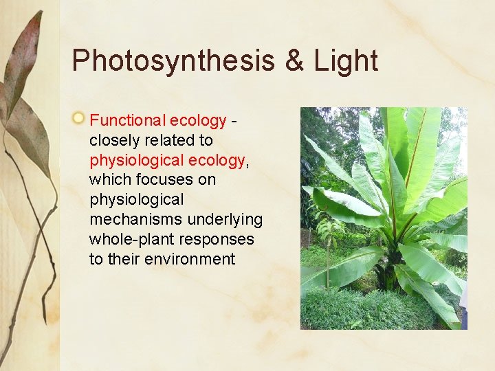 Photosynthesis & Light Functional ecology closely related to physiological ecology, which focuses on physiological