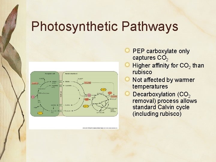 Photosynthetic Pathways PEP carboxylate only captures CO 2 Higher affinity for CO 2 than