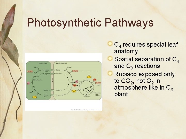 Photosynthetic Pathways C 4 requires special leaf anatomy Spatial separation of C 4 and