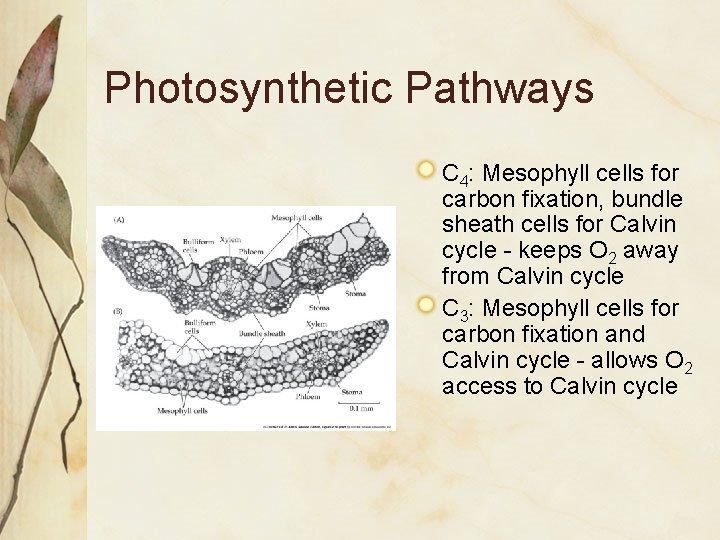 Photosynthetic Pathways C 4: Mesophyll cells for carbon fixation, bundle sheath cells for Calvin