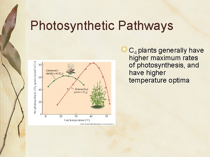 Photosynthetic Pathways C 4 plants generally have higher maximum rates of photosynthesis, and have