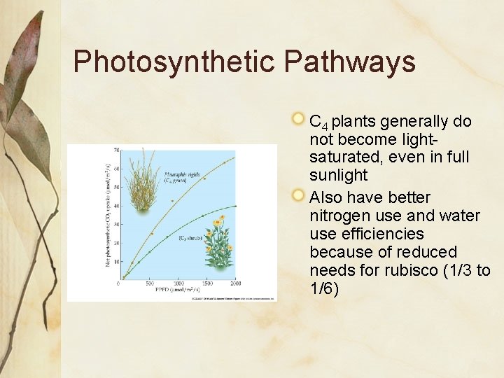Photosynthetic Pathways C 4 plants generally do not become lightsaturated, even in full sunlight
