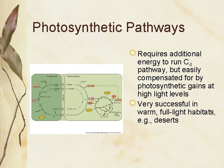 Photosynthetic Pathways Requires additional energy to run C 4 pathway, but easily compensated for