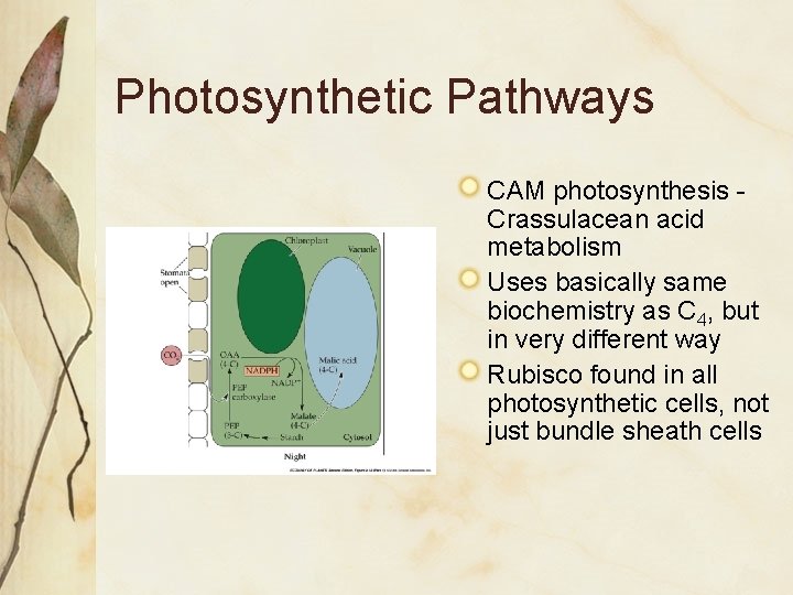 Photosynthetic Pathways CAM photosynthesis Crassulacean acid metabolism Uses basically same biochemistry as C 4,