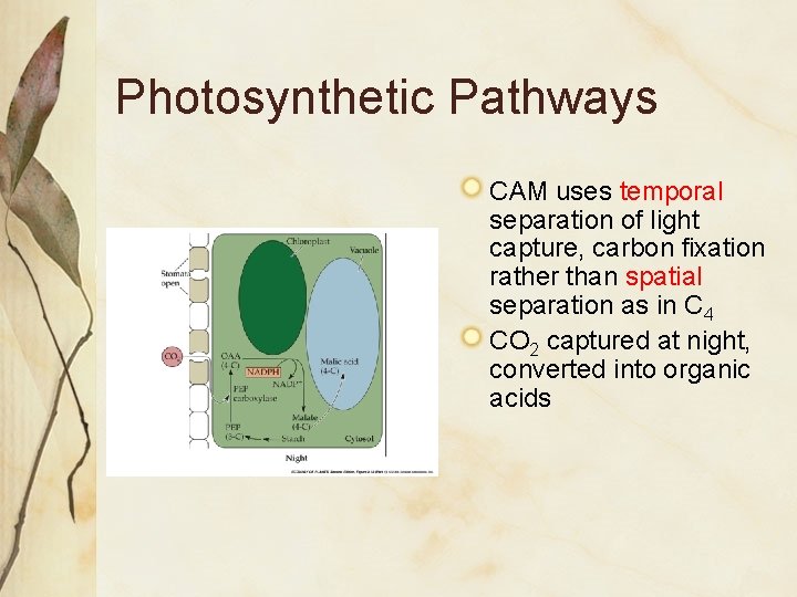 Photosynthetic Pathways CAM uses temporal separation of light capture, carbon fixation rather than spatial