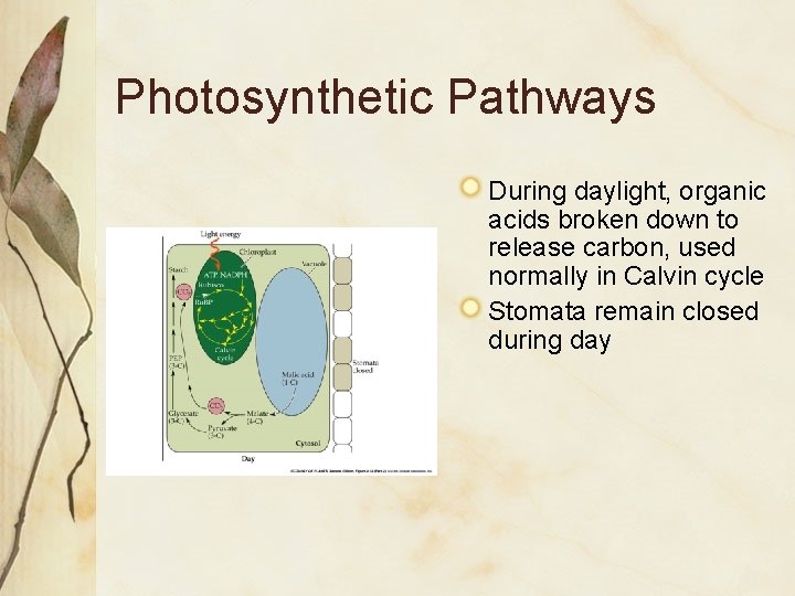 Photosynthetic Pathways During daylight, organic acids broken down to release carbon, used normally in