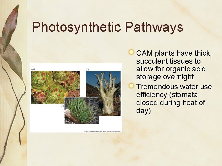 Photosynthetic Pathways CAM plants have thick, succulent tissues to allow for organic acid storage