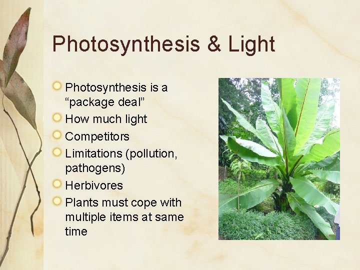 Photosynthesis & Light Photosynthesis is a “package deal” How much light Competitors Limitations (pollution,
