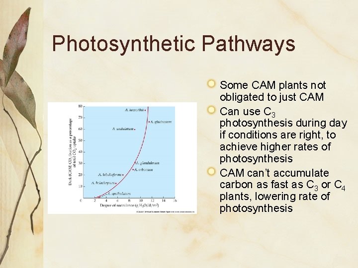 Photosynthetic Pathways Some CAM plants not obligated to just CAM Can use C 3