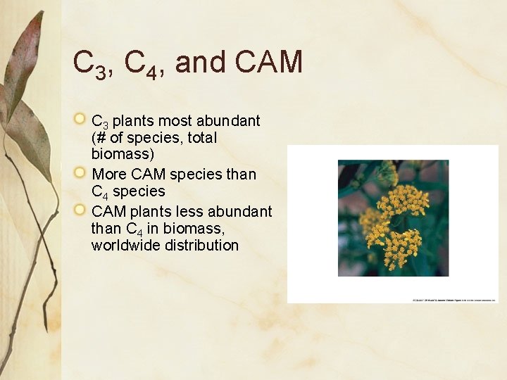 C 3, C 4, and CAM C 3 plants most abundant (# of species,