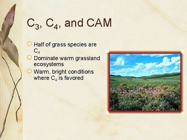 C 3, C 4, and CAM Half of grass species are C 4 Dominate