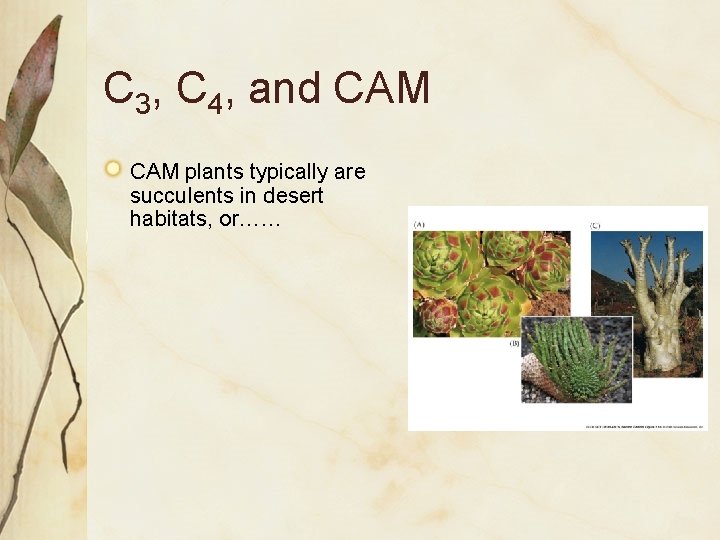 C 3, C 4, and CAM plants typically are succulents in desert habitats, or……