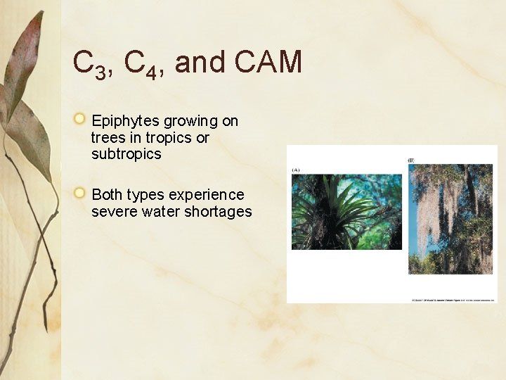 C 3, C 4, and CAM Epiphytes growing on trees in tropics or subtropics