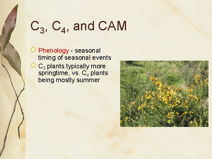 C 3, C 4, and CAM Phenology - seasonal timing of seasonal events C