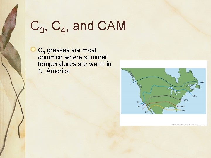 C 3, C 4, and CAM C 4 grasses are most common where summer