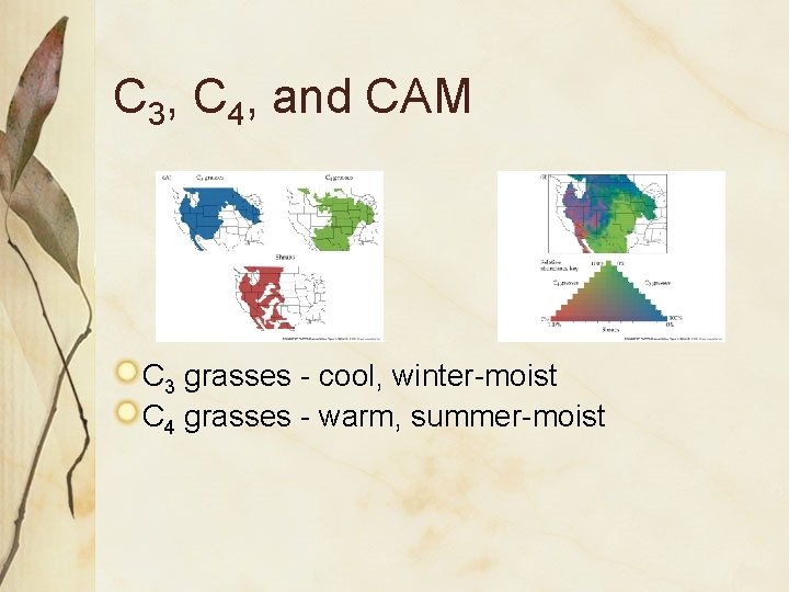 C 3, C 4, and CAM C 3 grasses - cool, winter-moist C 4
