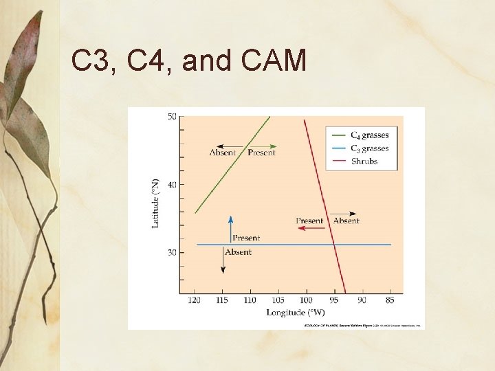 C 3, C 4, and CAM 