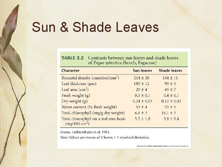 Sun & Shade Leaves 