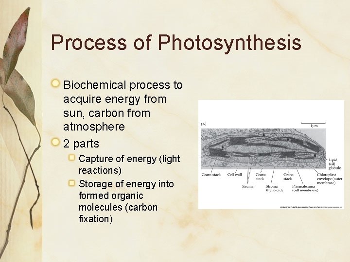 Process of Photosynthesis Biochemical process to acquire energy from sun, carbon from atmosphere 2