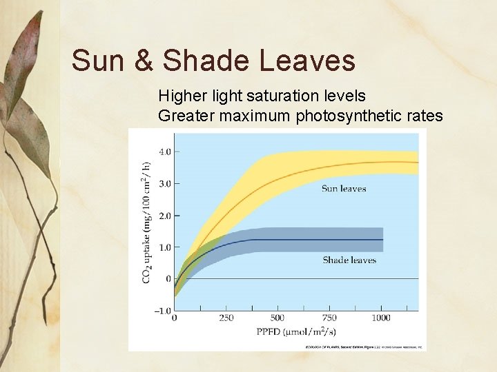 Sun & Shade Leaves Higher light saturation levels Greater maximum photosynthetic rates 